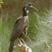 Abyssinian Ground-Hornbill